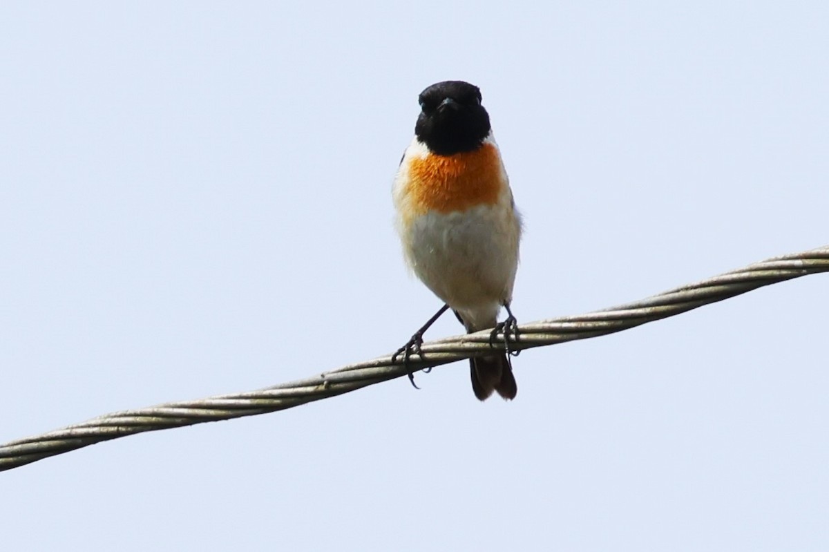 White-tailed Stonechat - ML635104980
