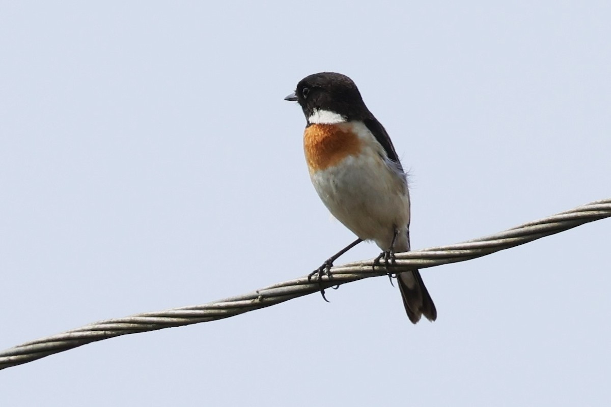 White-tailed Stonechat - ML635104981