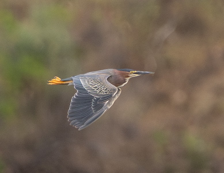 Green Heron - ML635104996