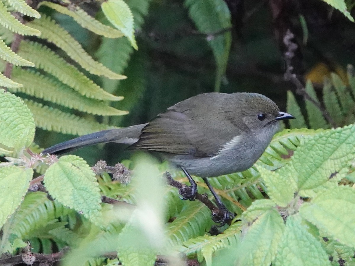 Fan-tailed Berrypecker - ML635104997