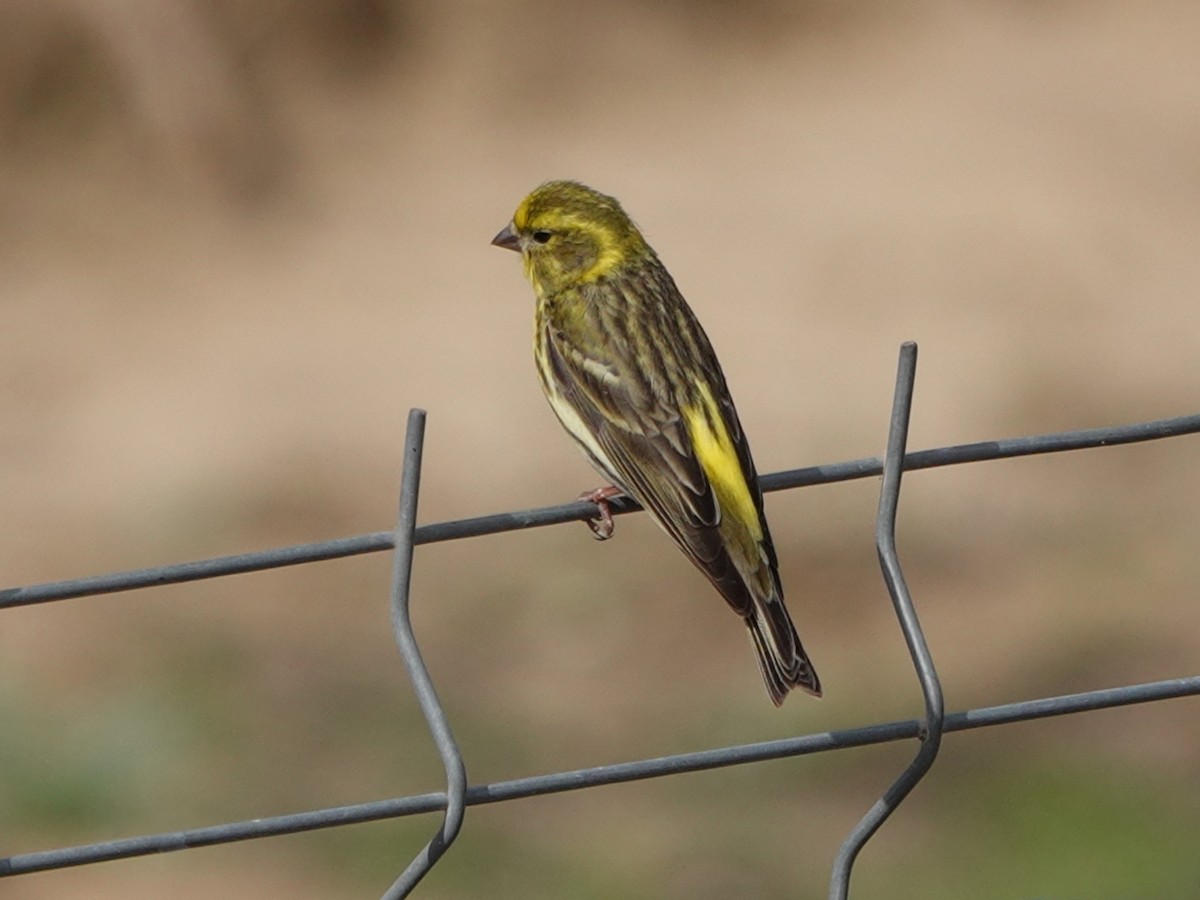 European Serin - ML635105012
