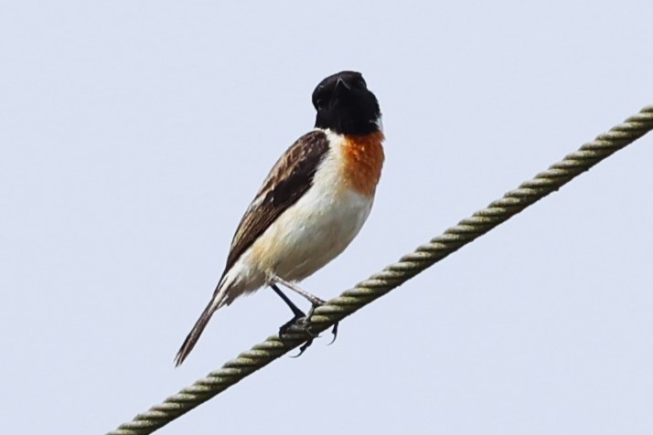 White-tailed Stonechat - ML635105112