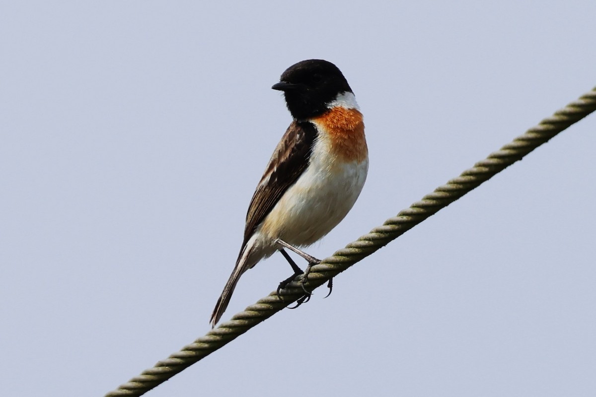 White-tailed Stonechat - ML635105113