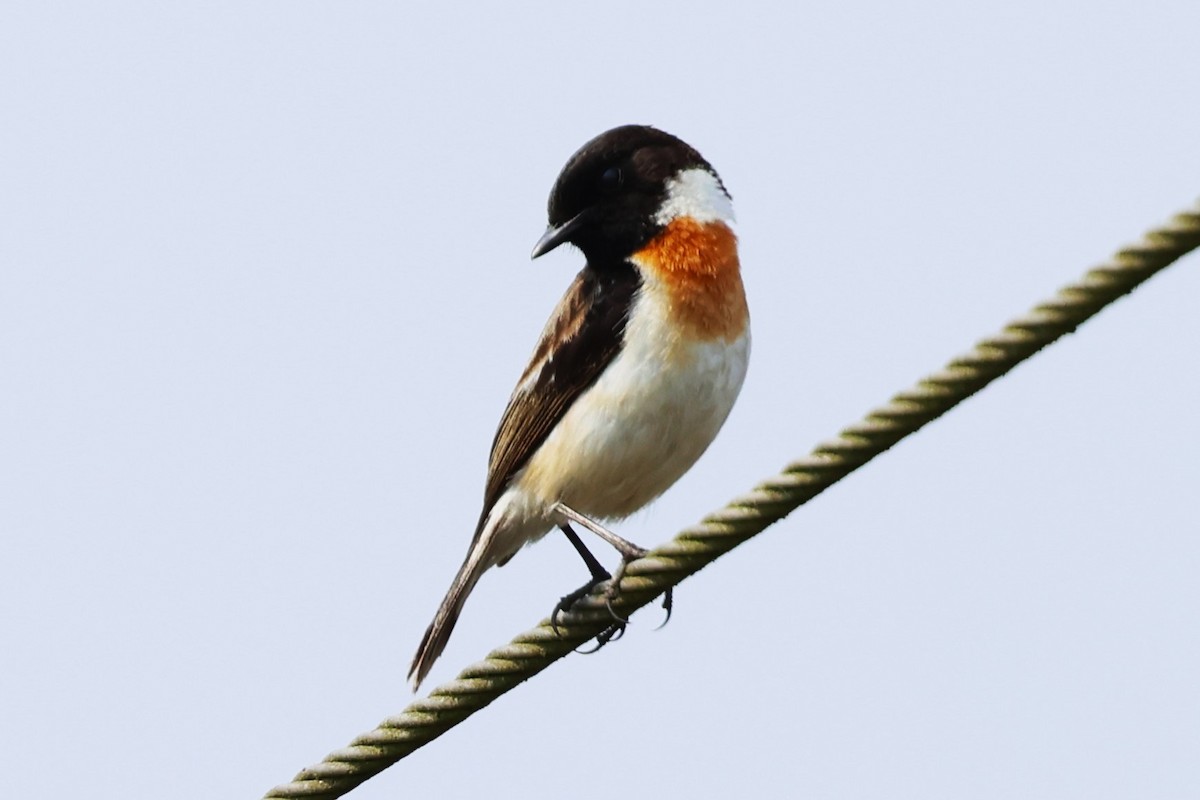 White-tailed Stonechat - ML635105114