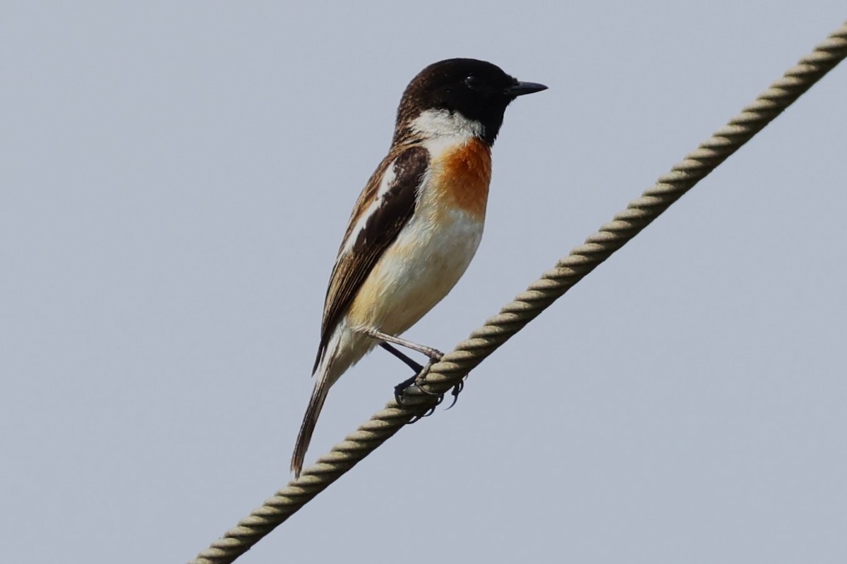 White-tailed Stonechat - ML635105116