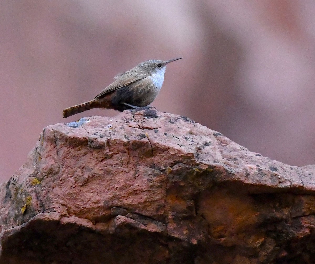 Canyon Wren - ML635105130