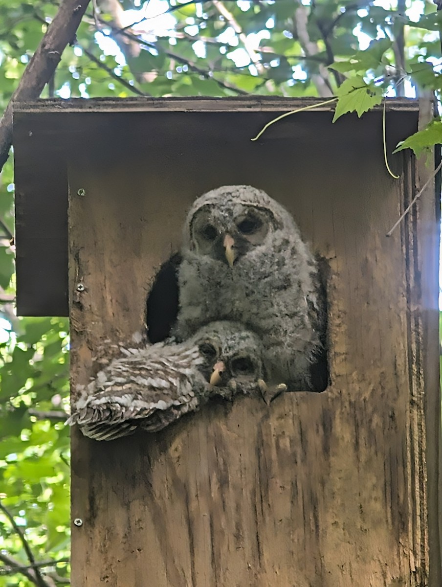 Barred Owl - ML635105137