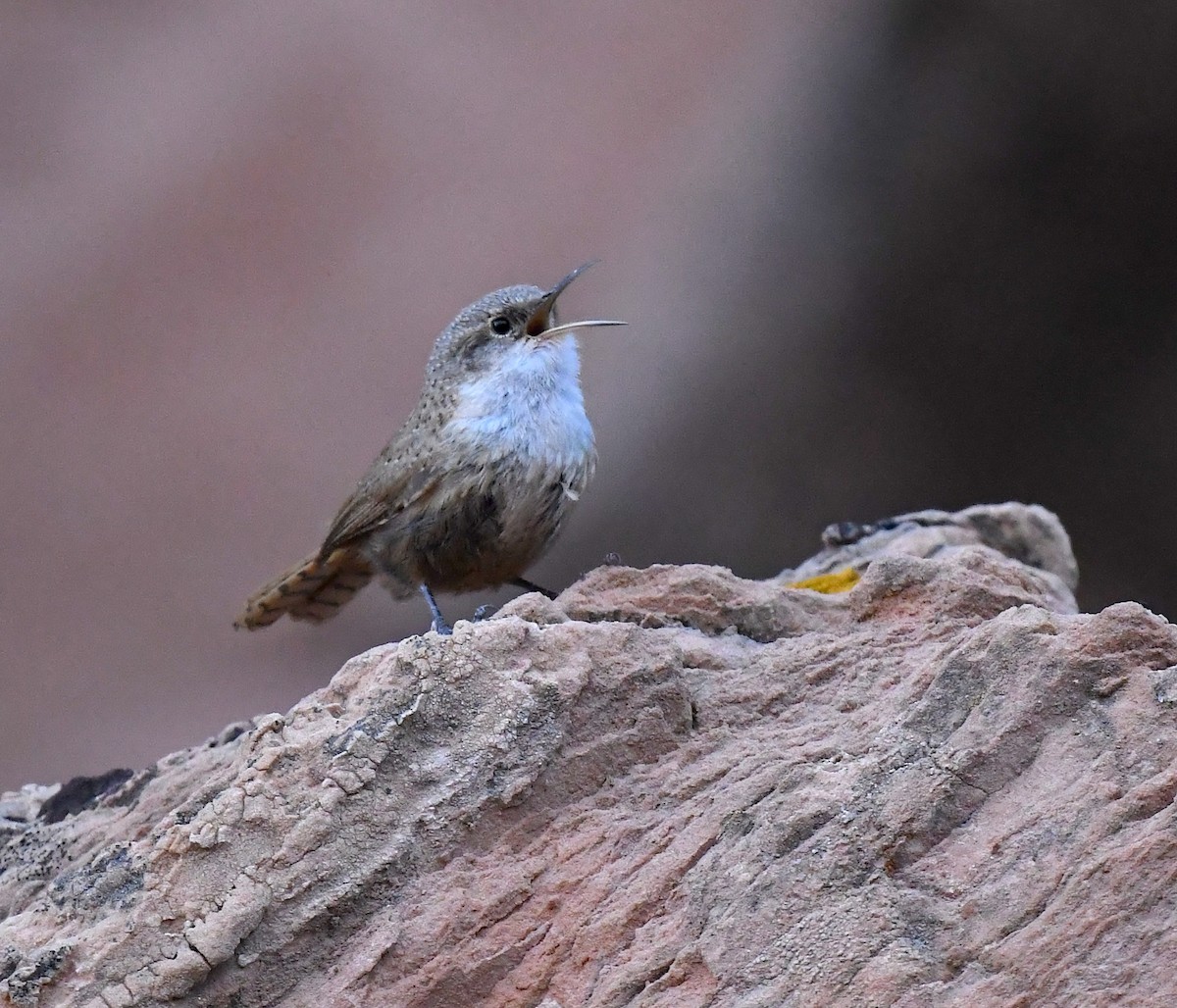 Canyon Wren - ML635105139