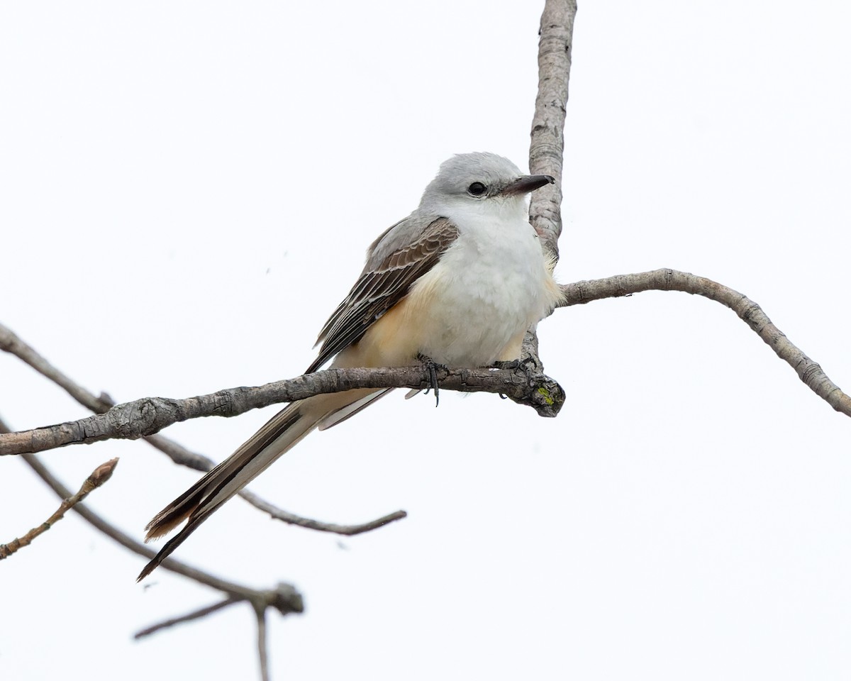 Scissor-tailed Flycatcher - ML635105142