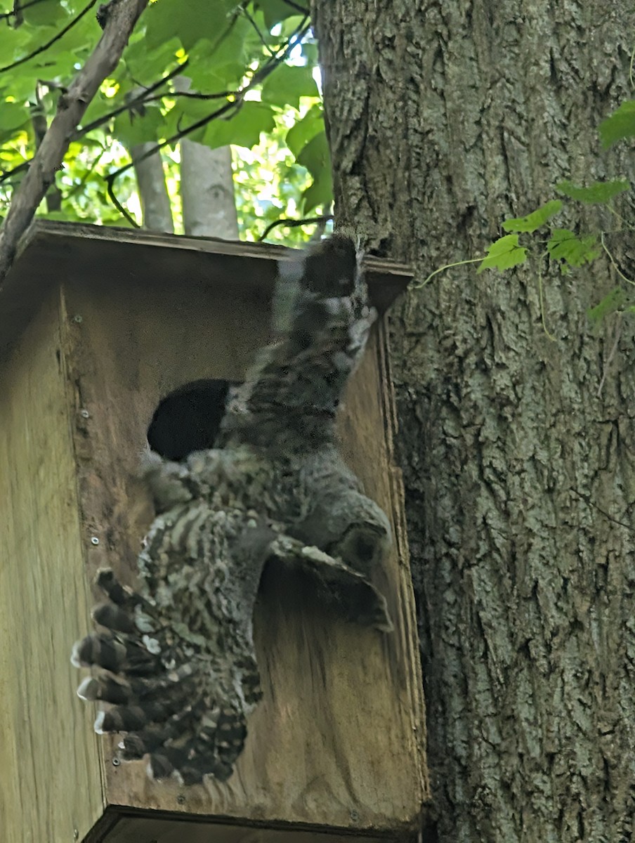 Barred Owl - ML635105144