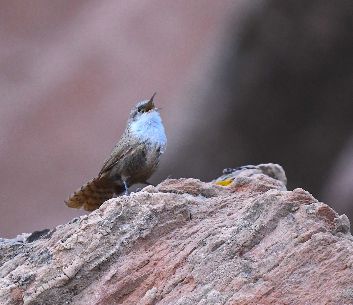Canyon Wren - ML635105146