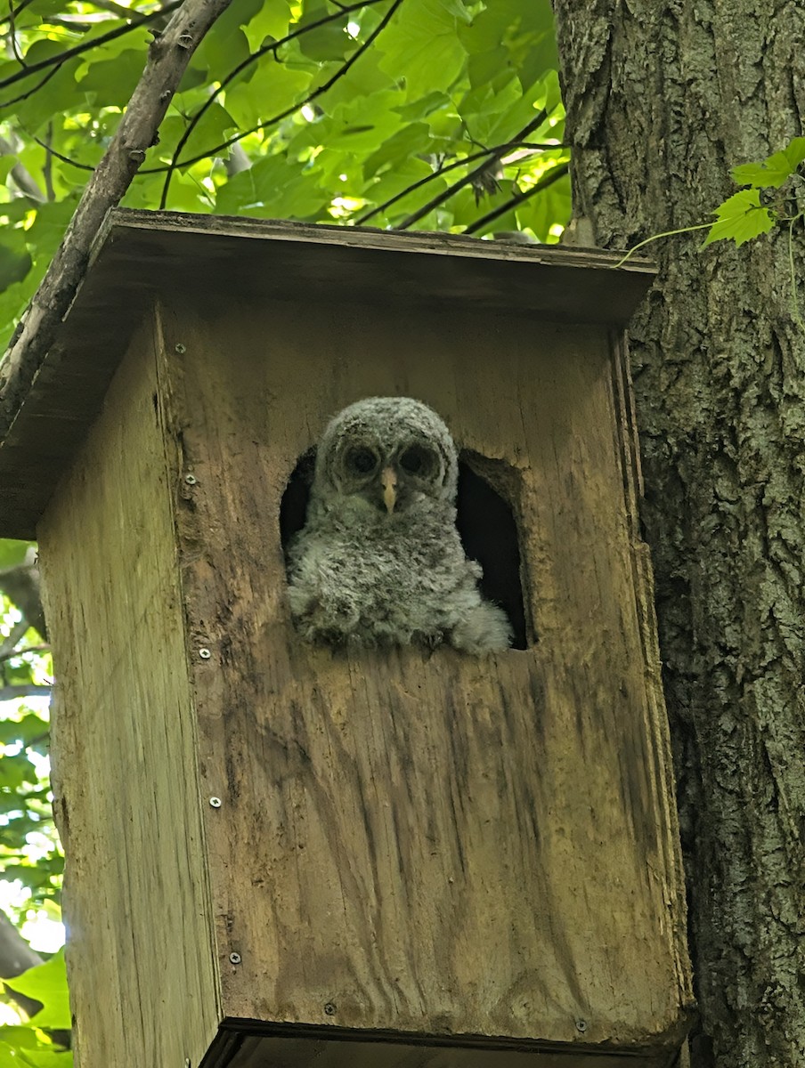 Barred Owl - ML635105151