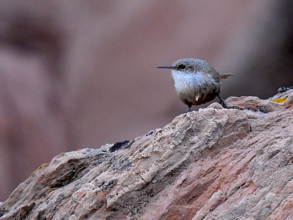 Canyon Wren - ML635105154