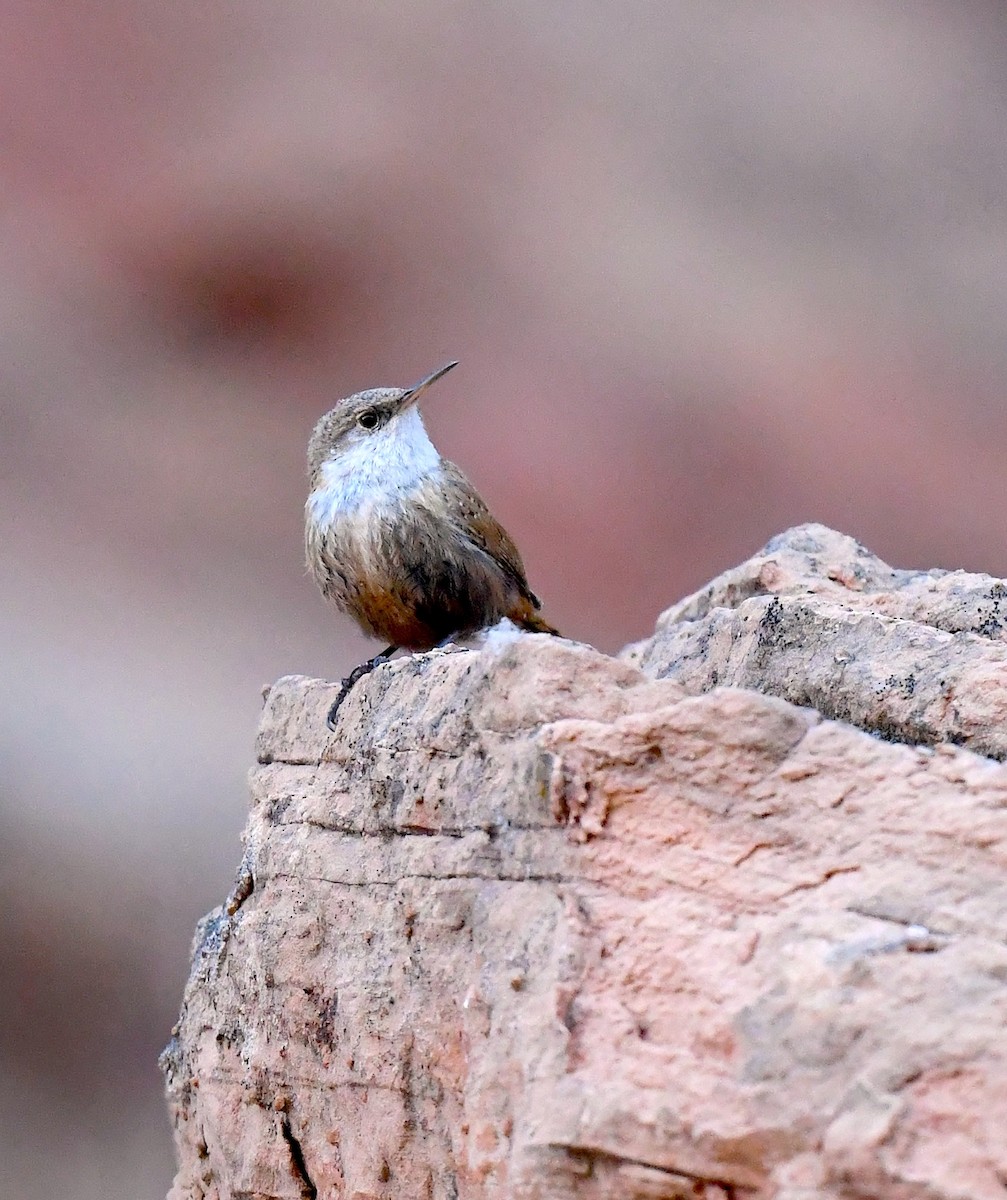 Canyon Wren - ML635105165