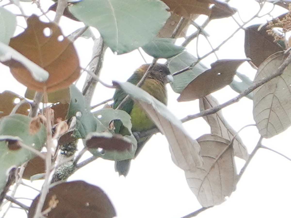 Modest Tiger-Parrot - ML635105169