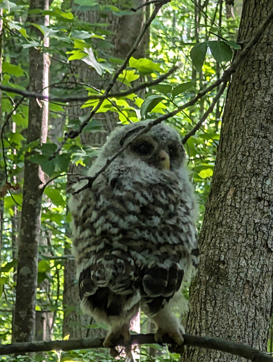Barred Owl - ML635105173