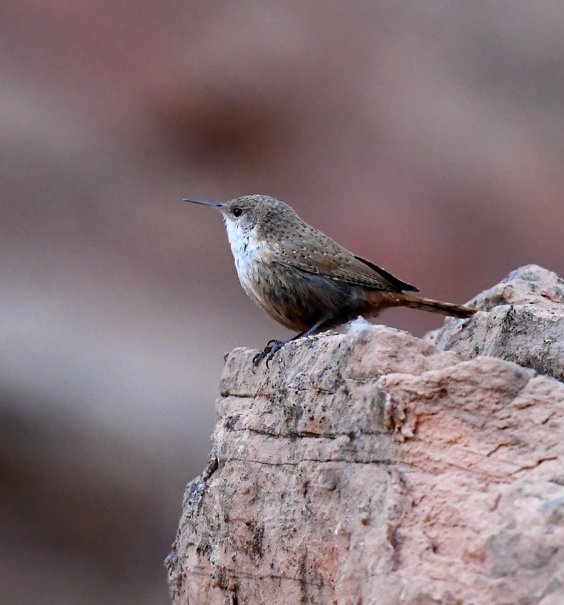 Canyon Wren - ML635105181