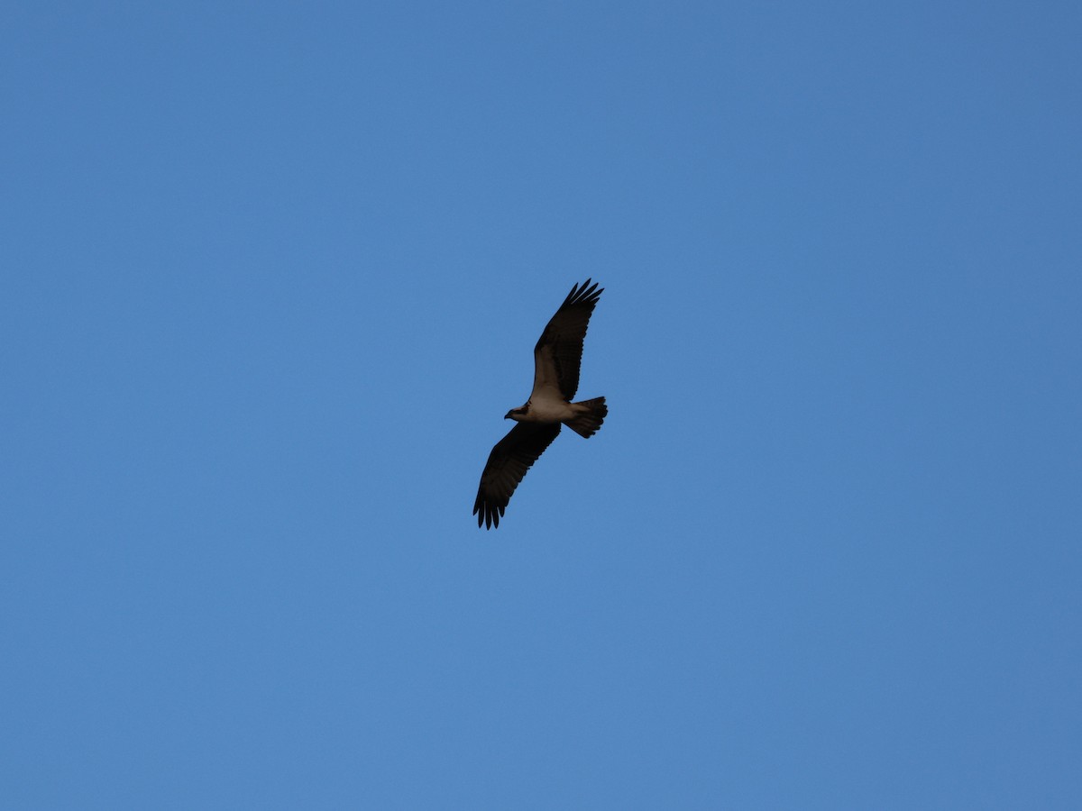 Osprey - ML635105193