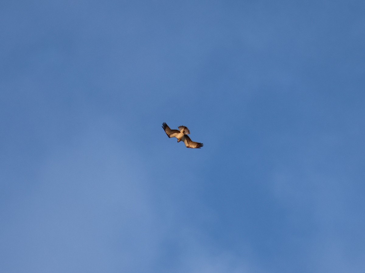 Osprey - ML635105194