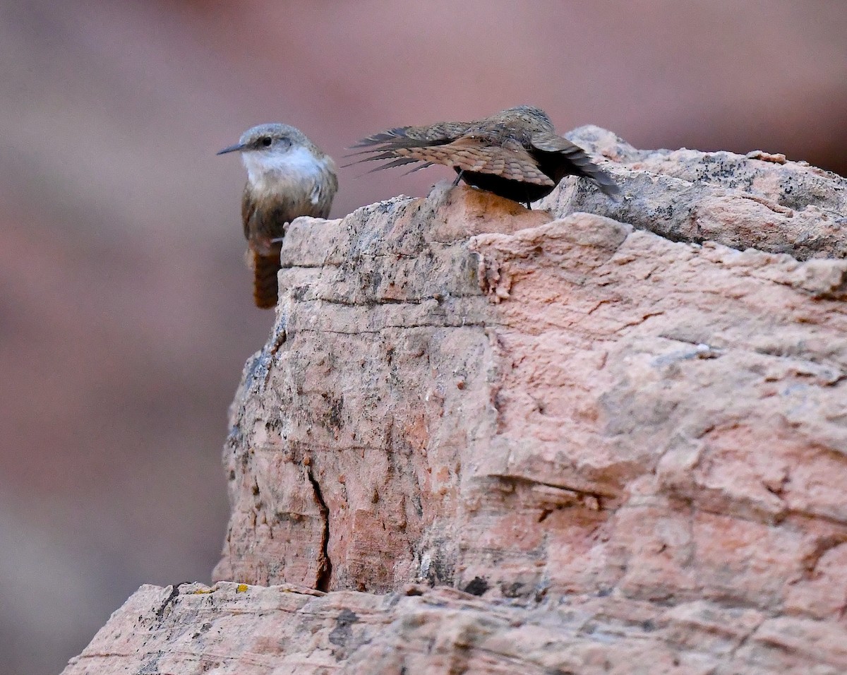 Canyon Wren - ML635105199