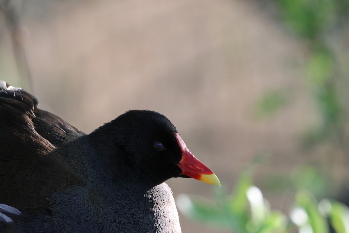 Eurasian Moorhen - ML635105204