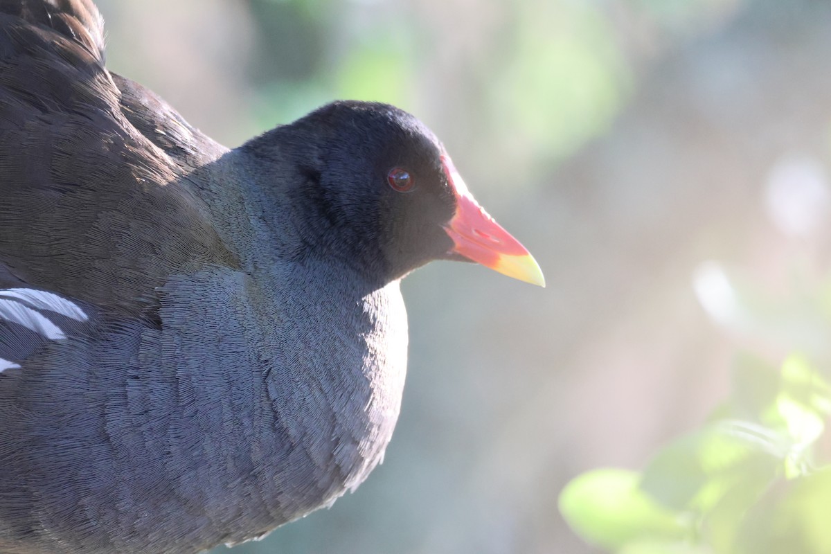 Eurasian Moorhen - ML635105206