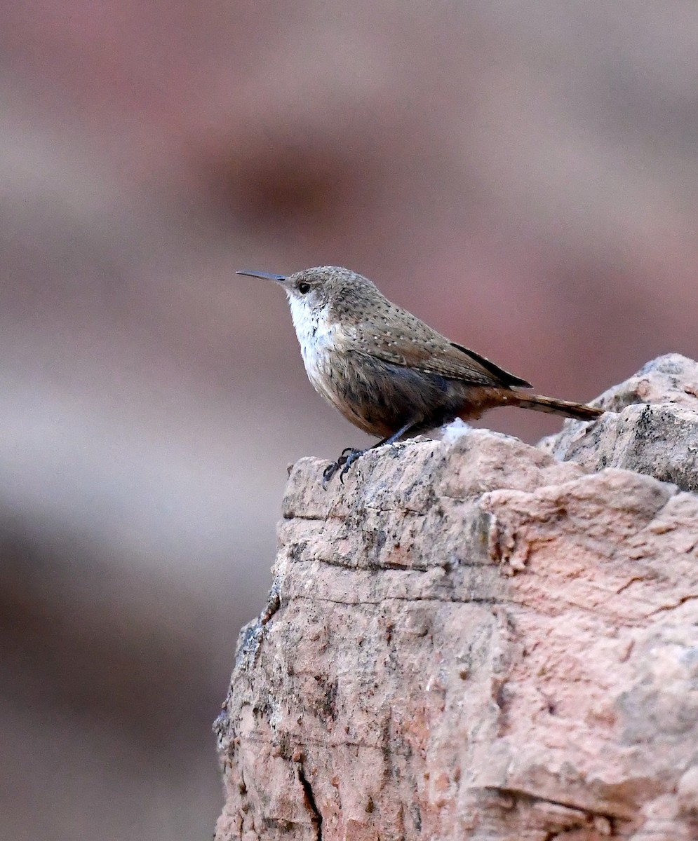 Canyon Wren - ML635105208