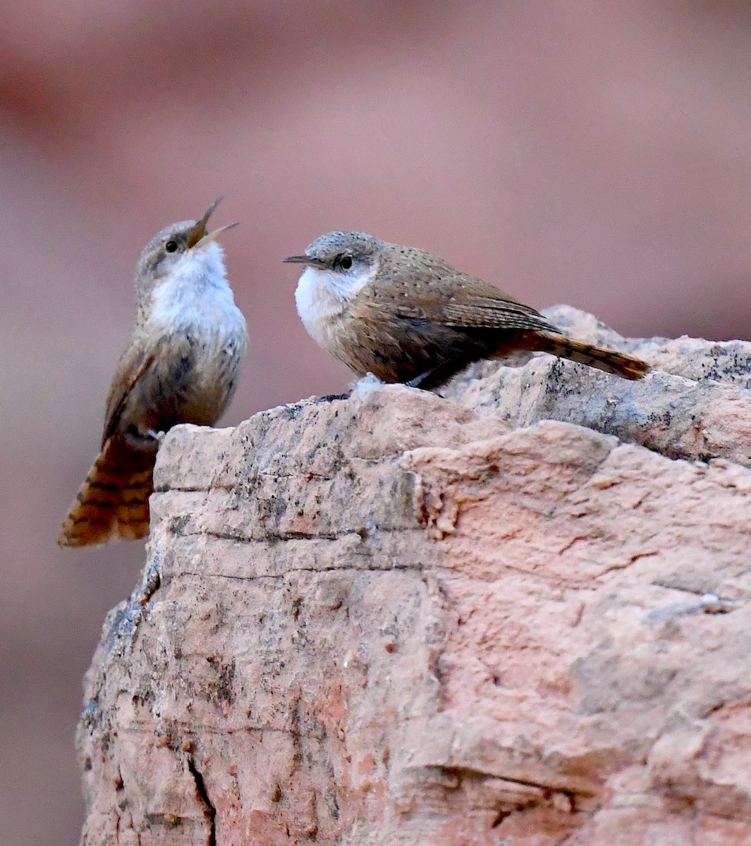 Canyon Wren - ML635105235