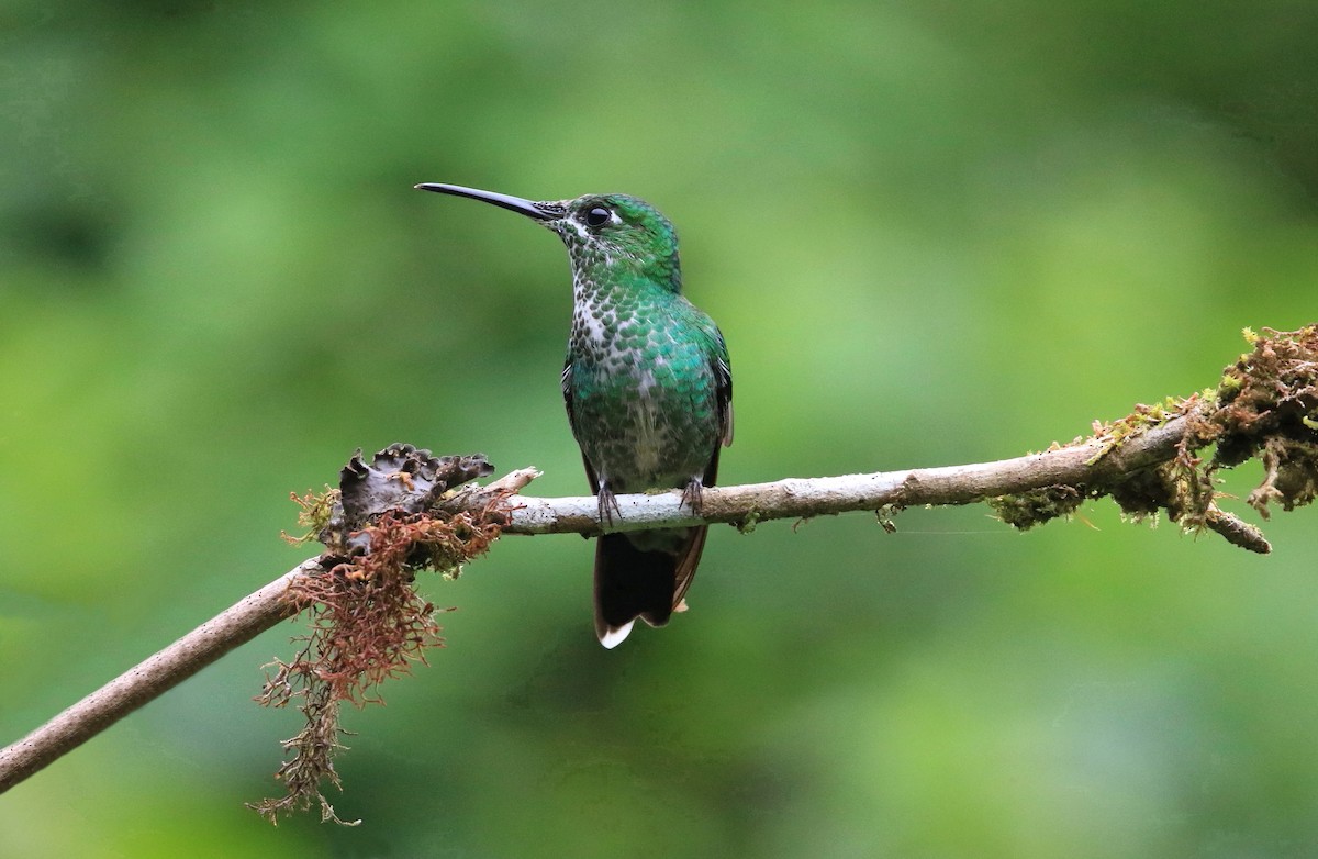 Green-crowned Brilliant - ML635105242