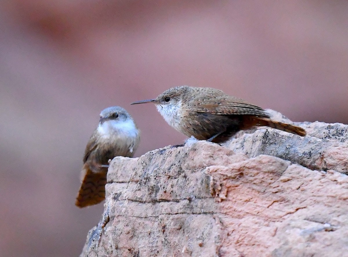 Canyon Wren - ML635105243