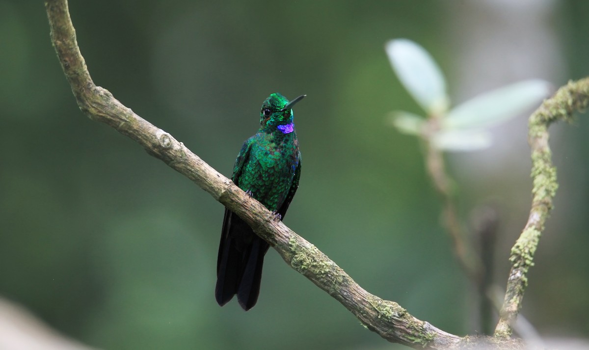 Green-crowned Brilliant - ML635105264