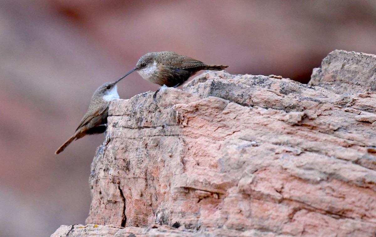 Canyon Wren - ML635105279