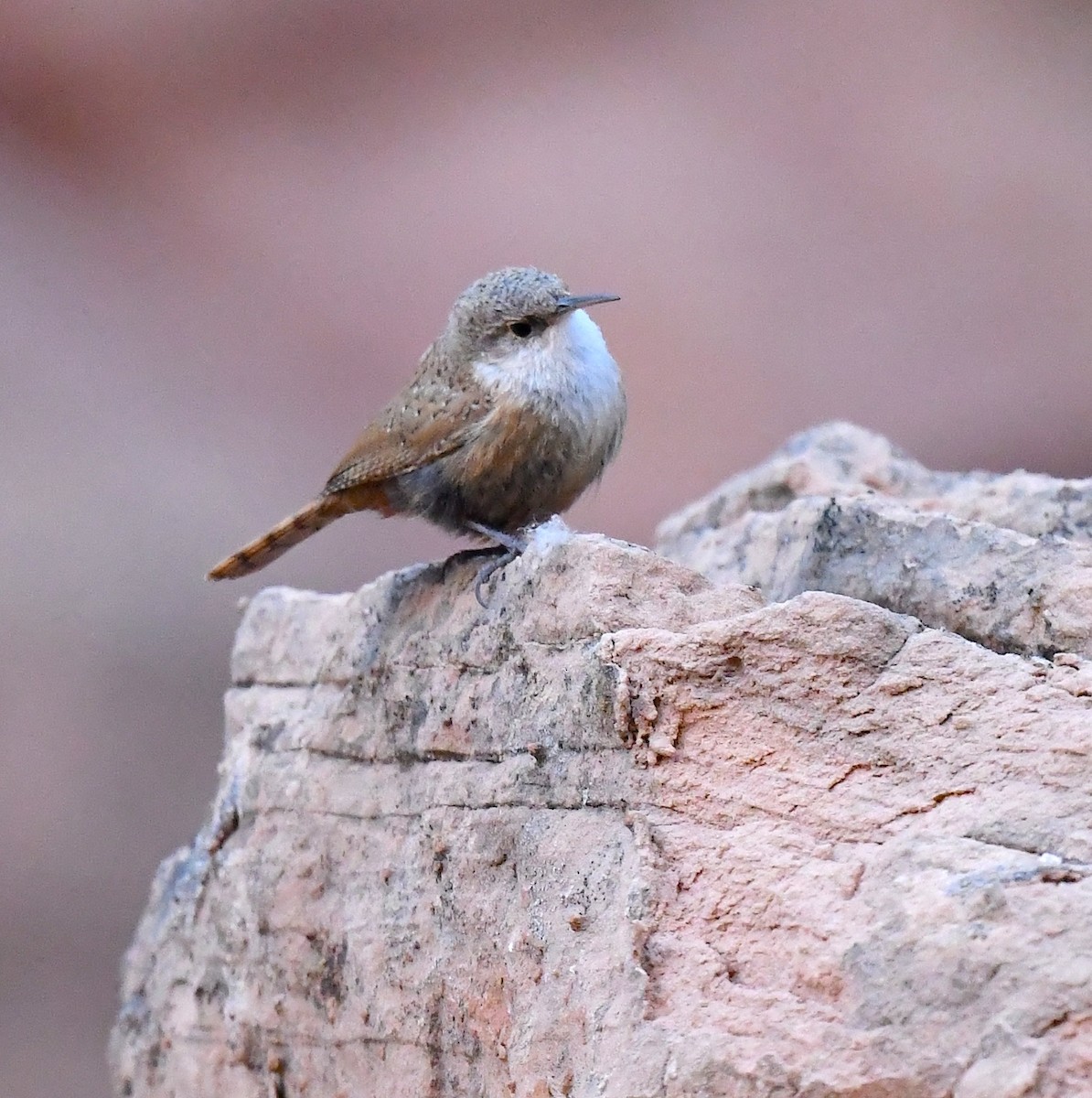Canyon Wren - ML635105287