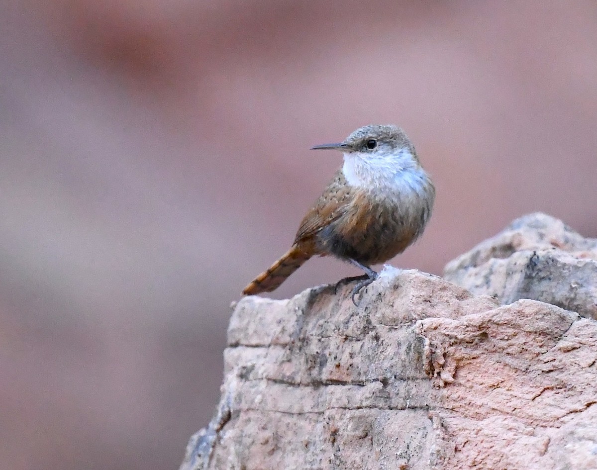 Canyon Wren - ML635105293