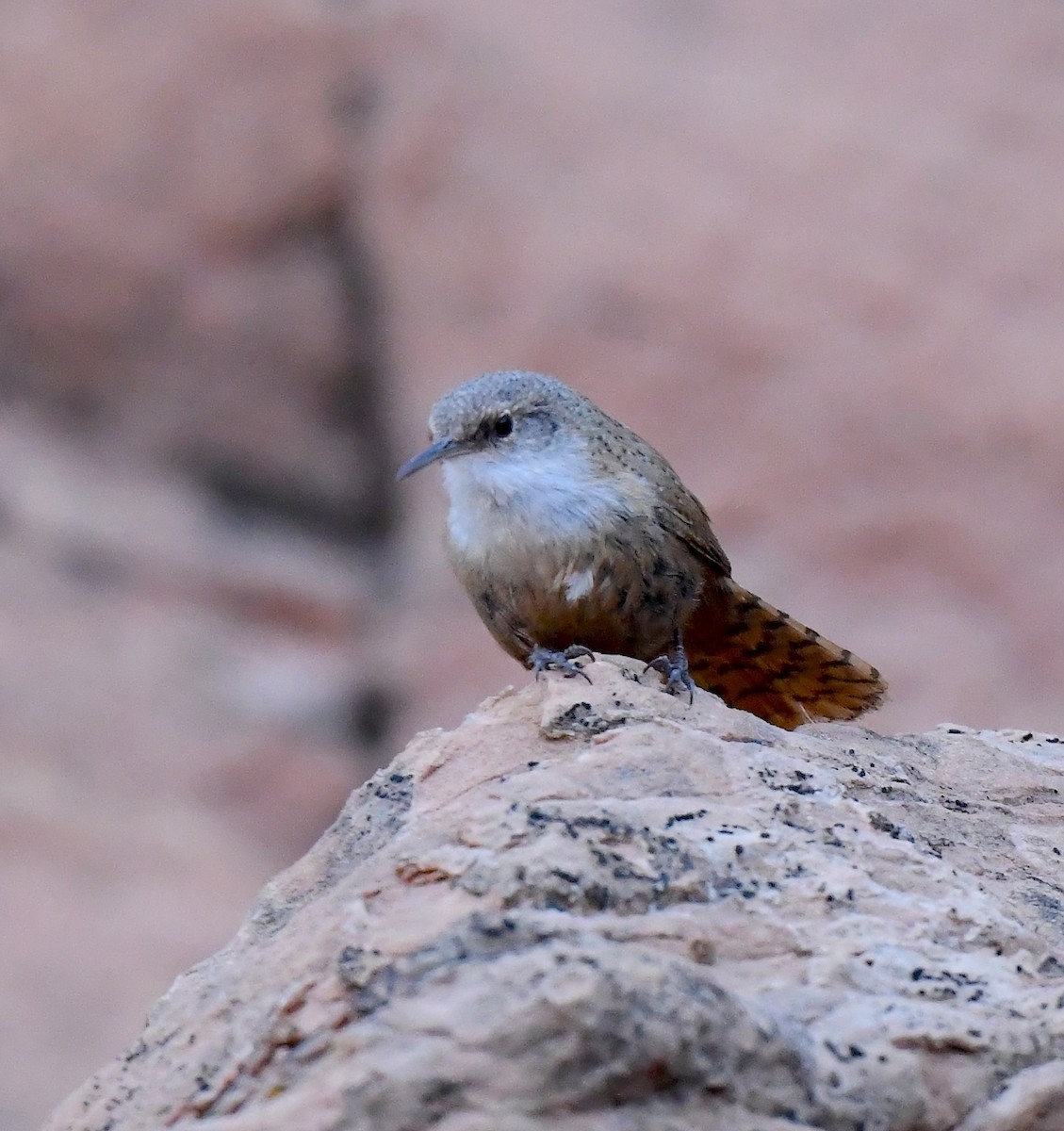 Canyon Wren - ML635105316
