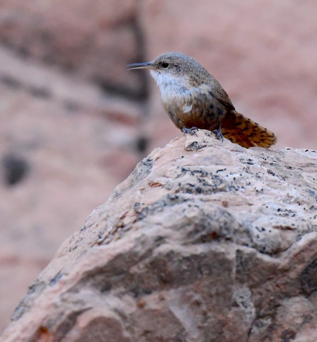 Canyon Wren - ML635105328