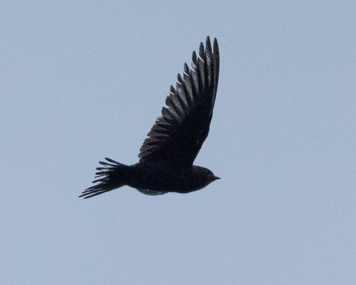 Galapagos Martin - ML635105336