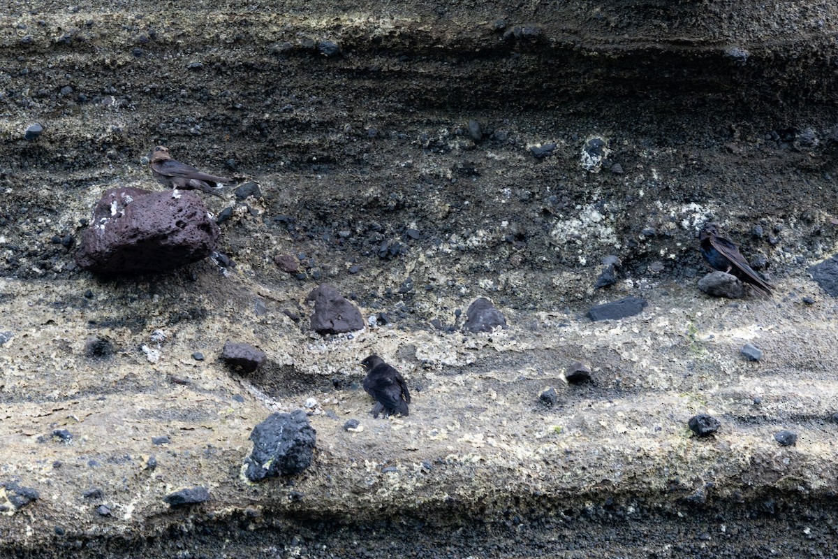 Galapagos Martin - ML635105337