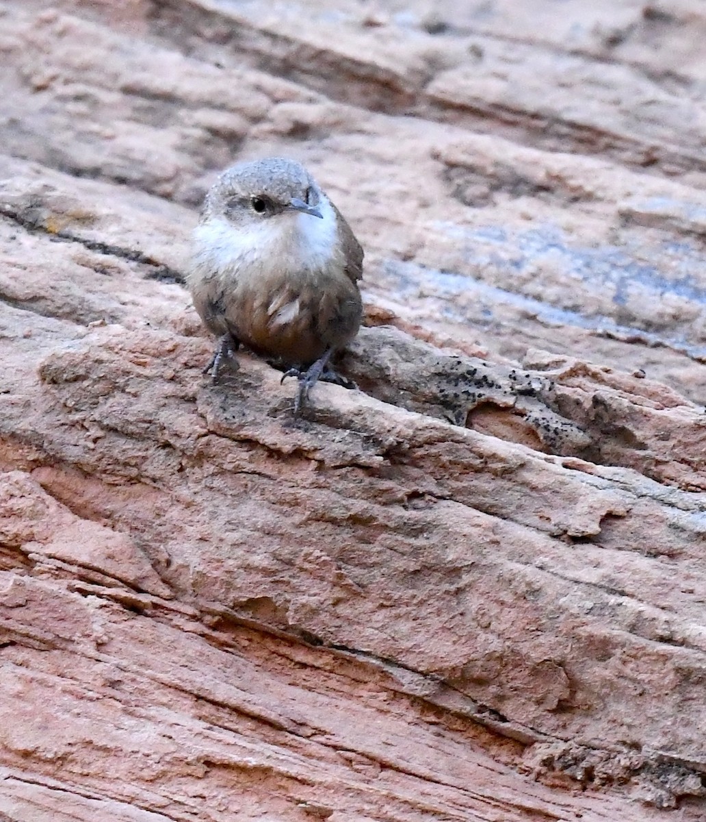 Canyon Wren - ML635105345