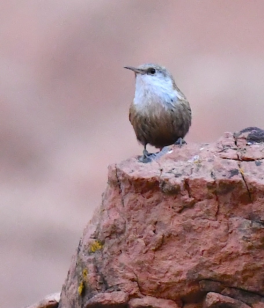 Canyon Wren - ML635105360