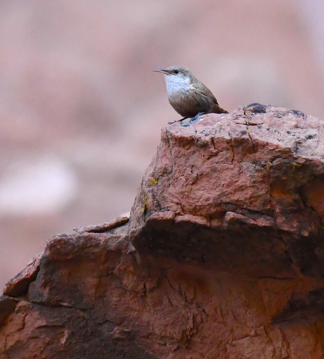 Canyon Wren - ML635105366