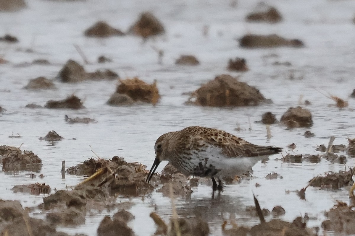 jespák obecný (ssp. schinzii) - ML635105483