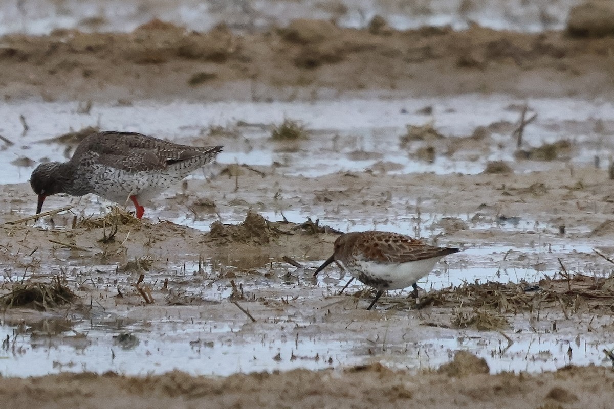 jespák obecný (ssp. schinzii) - ML635105484