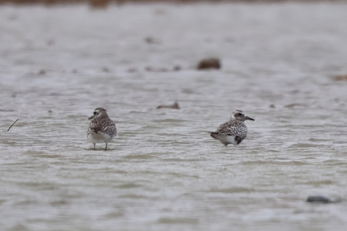 kulík bledý - ML635105507