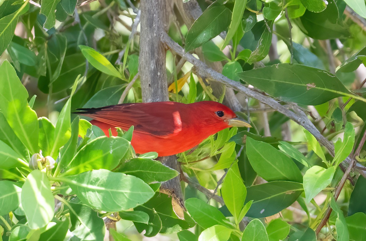 Summer Tanager - ML635105513