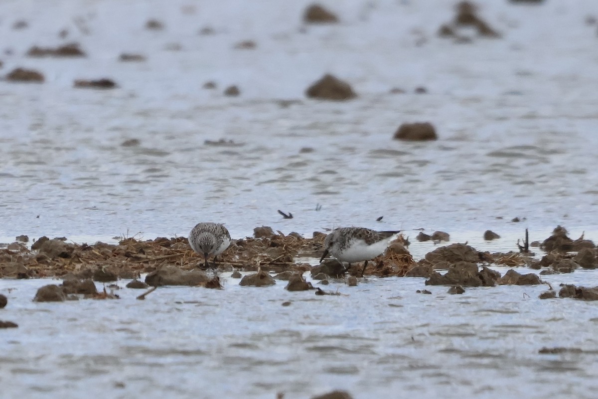 jespák písečný - ML635105523