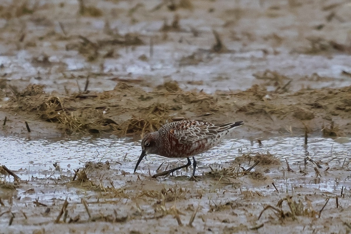 jespák křivozobý - ML635105527