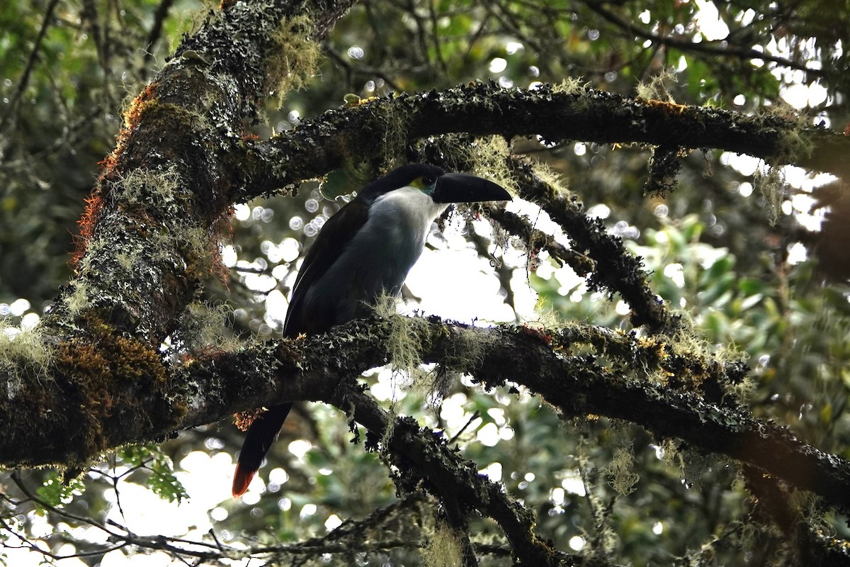 Black-billed Mountain-Toucan - ML635105532