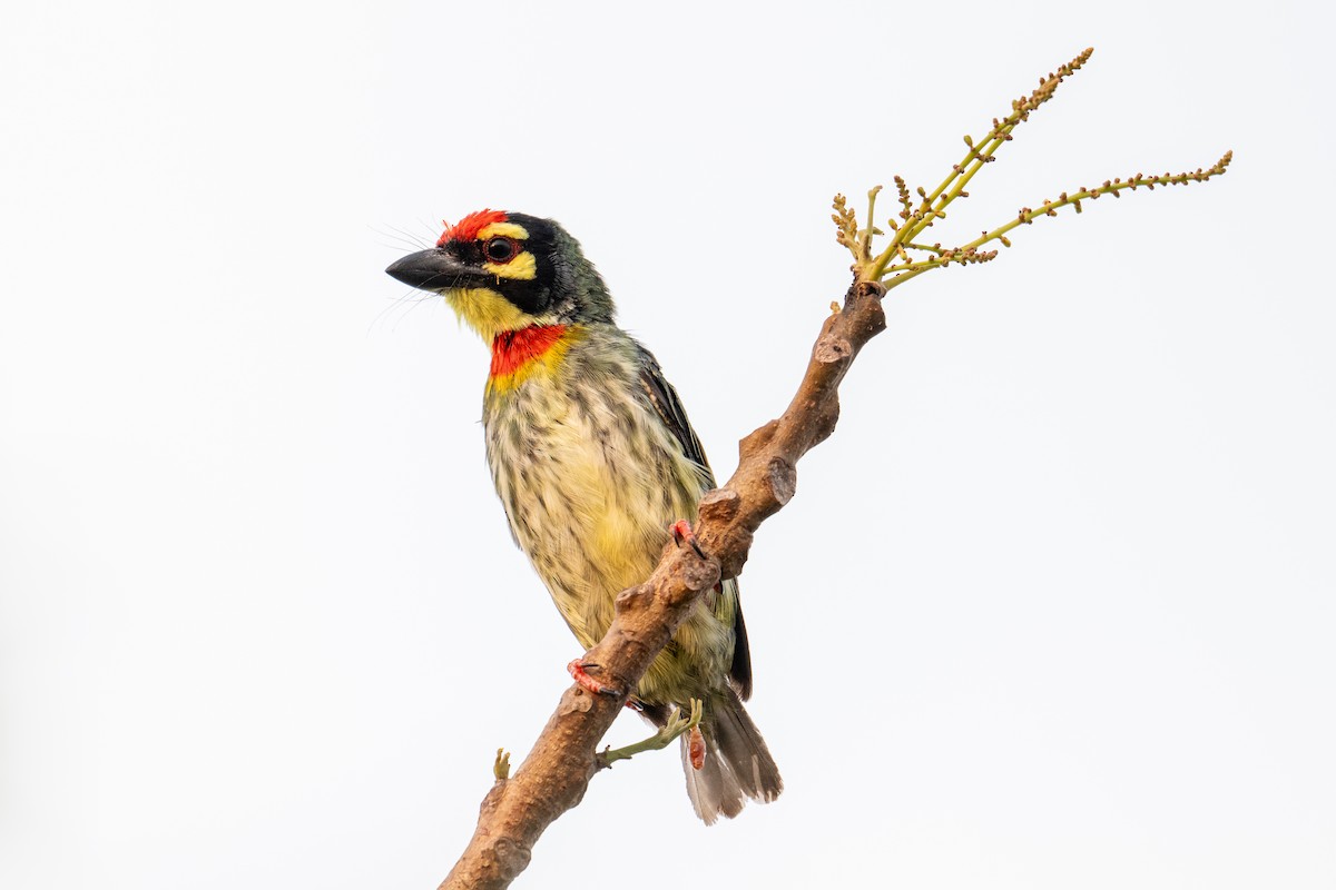 Coppersmith Barbet - ML635105569