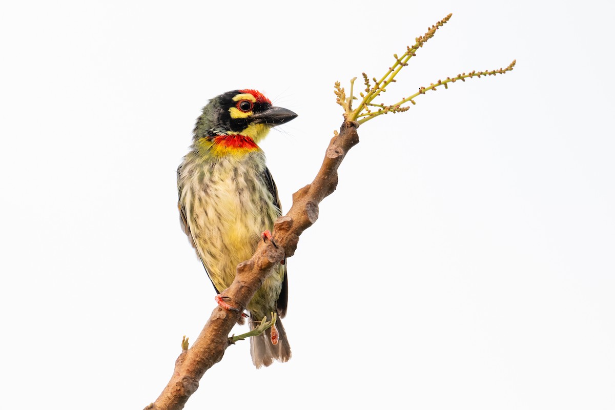 Coppersmith Barbet - ML635105570